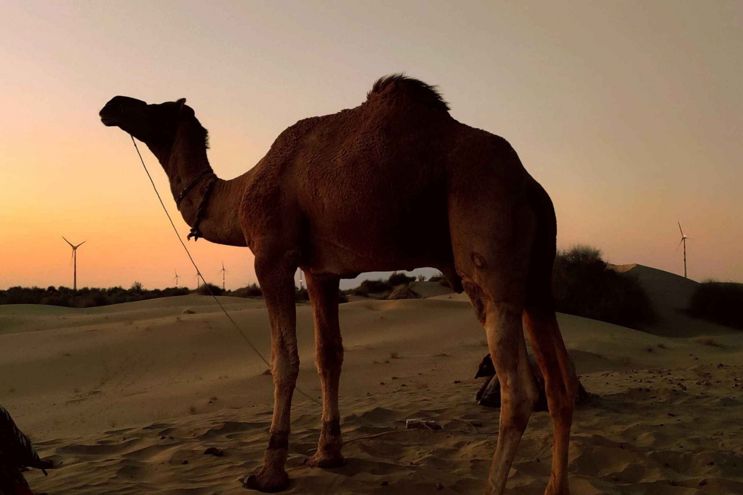 Halvdagssafari i ørkenen med kameltur og middag