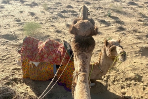 Halve dag woestijnsafari met kamelenrit & diner