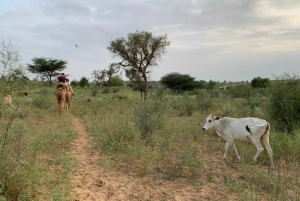 Halfdaagse woestijn wandeltour in Jodhpur Rajasthan met Sumer