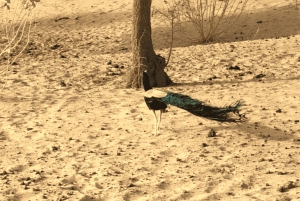 Halfdaagse woestijn wandeltour in Jodhpur Rajasthan met Sumer