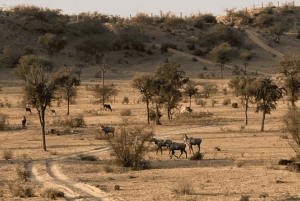 Halfdaagse woestijn wandeltour in Jodhpur Rajasthan met Sumer