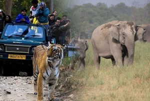 Patrimonio e fauna: Triangolo d'Oro di 5 giorni con Ranthambore
