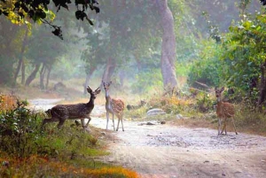 Patrimonio e fauna: Triangolo d'Oro di 5 giorni con Ranthambore