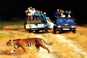 Holi & tijgers: Mathura Kleuren met Ranthambore Safari