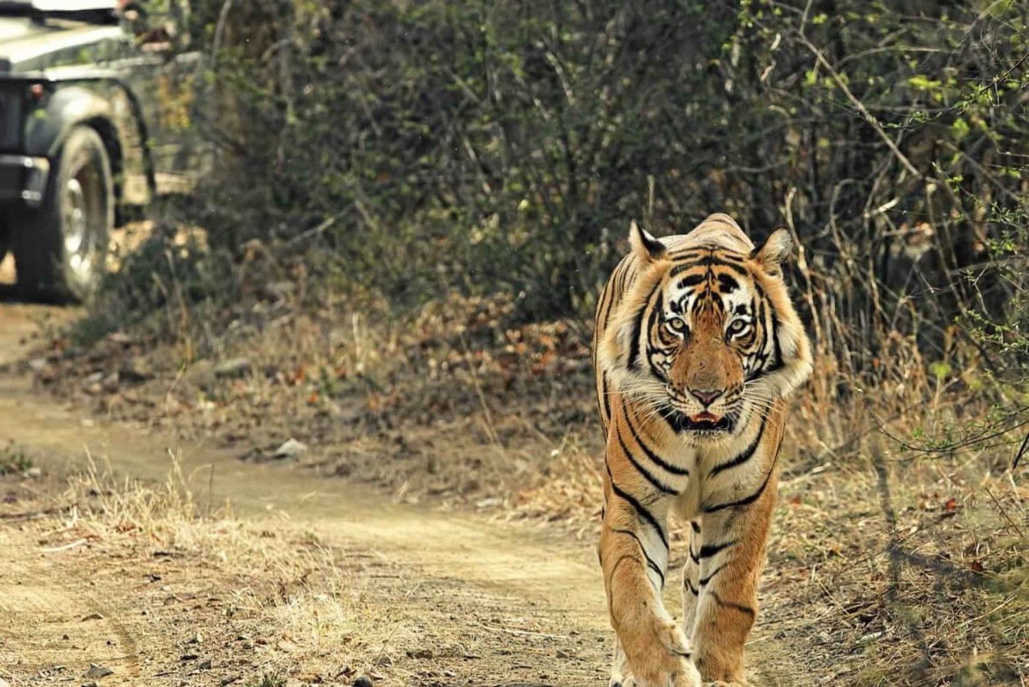Triángulo de Oro de la India con Safari en Tigre