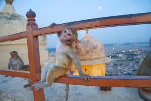 Jaipur : Visite de 2 jours avec les sites incontournables et les vues sur le coucher de soleil