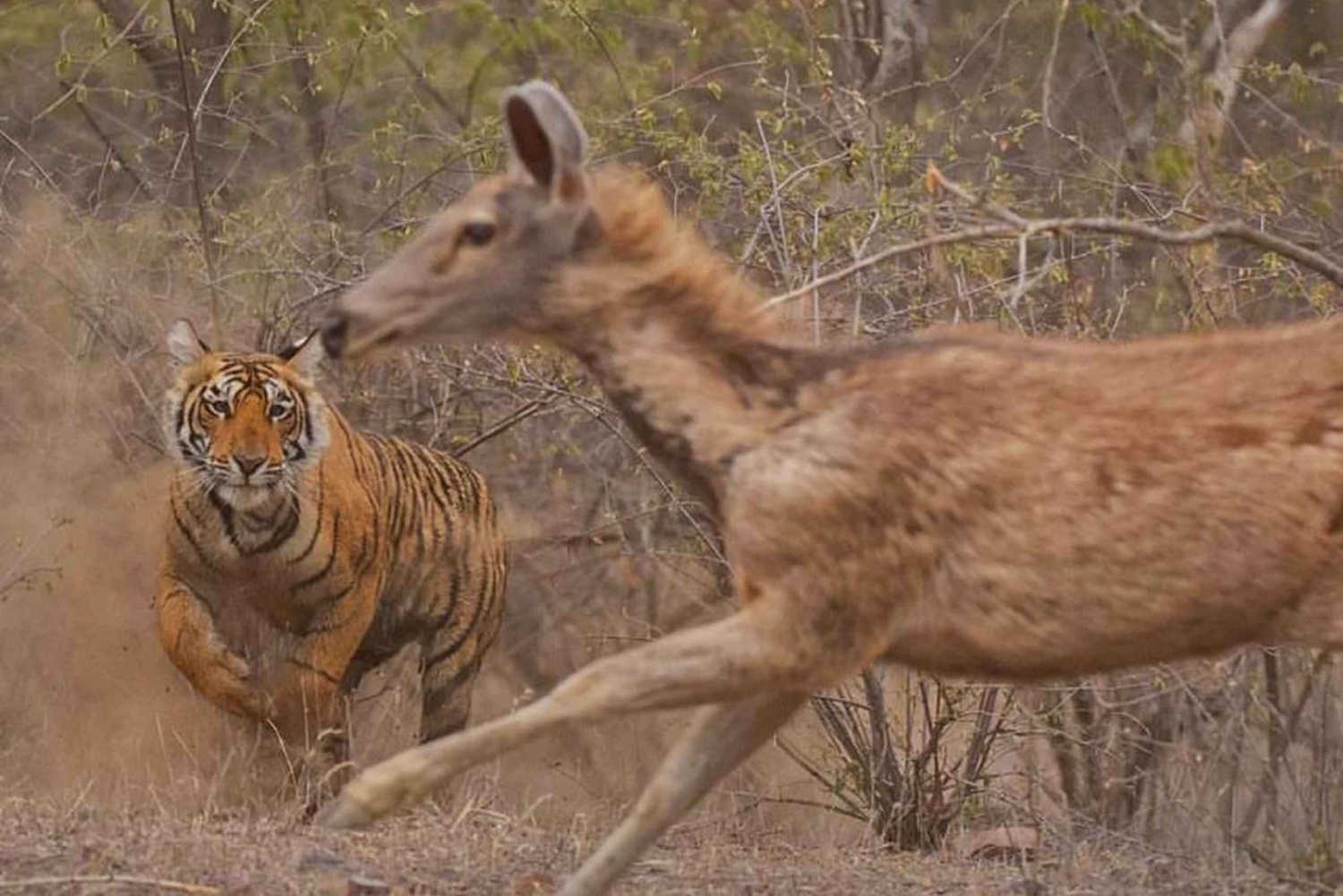 Yaipur: 2 días de safari de tigres en Ranthambore y tour por Yaipur