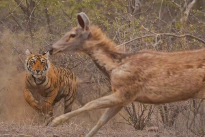 Yaipur: 2 días de safari de tigres en Ranthambore y tour por Yaipur