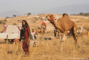 Jaipur: Ajmer & Pushkar Day Trip with Lunch and Camel Ride