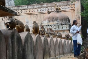 Jaipur: Tour di un giorno del Forte di Amber, del Palazzo della Città e dell'Hawa Mahal