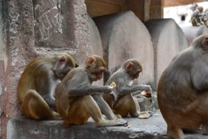 Jaipur: Tour di un giorno del Forte di Amber, del Palazzo della Città e dell'Hawa Mahal