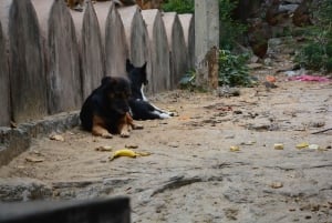 Jaipur: Tour di un giorno del Forte di Amber, del Palazzo della Città e dell'Hawa Mahal