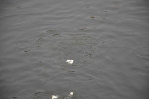 Jaipur: Tour di un giorno del Forte di Amber, del Palazzo della Città e dell'Hawa Mahal