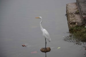 Jaipur: Tour di un giorno del Forte di Amber, del Palazzo della Città e dell'Hawa Mahal