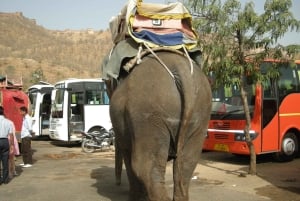 Jaipur: Tour di un giorno del Forte di Amber, del Palazzo della Città e dell'Hawa Mahal