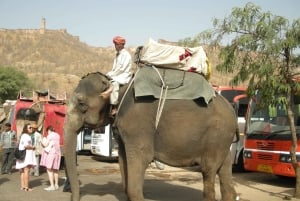 Jaipur: Tour di un giorno del Forte di Amber, del Palazzo della Città e dell'Hawa Mahal
