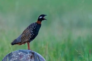 Jaipur: Half or Full-Day Sightseeing Tour with Guide+ Pickup