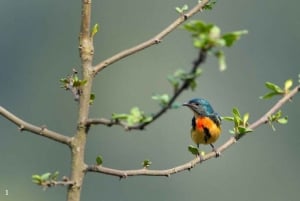 Jaipur: Half or Full-Day Sightseeing Tour with Guide+ Pickup