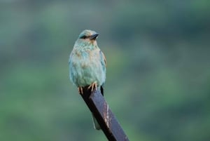 Jaipur: Half or Full-Day Sightseeing Tour with Guide+ Pickup