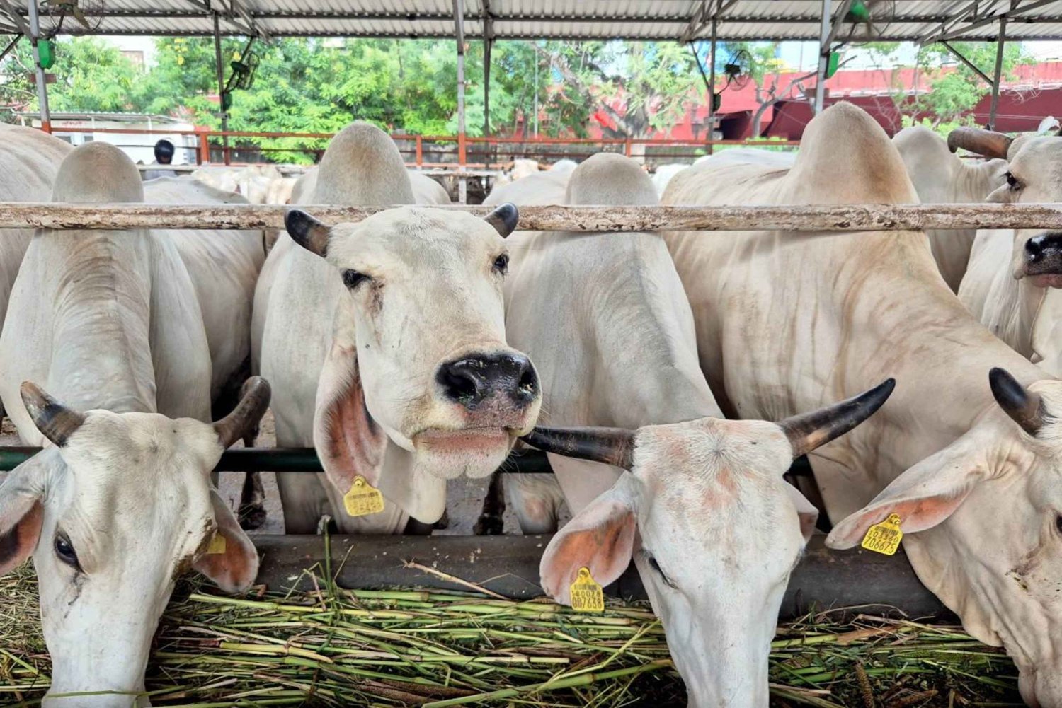 Jaipur: Birla Mandir y Gaushala. Inmersión Cultural de 2 Horas