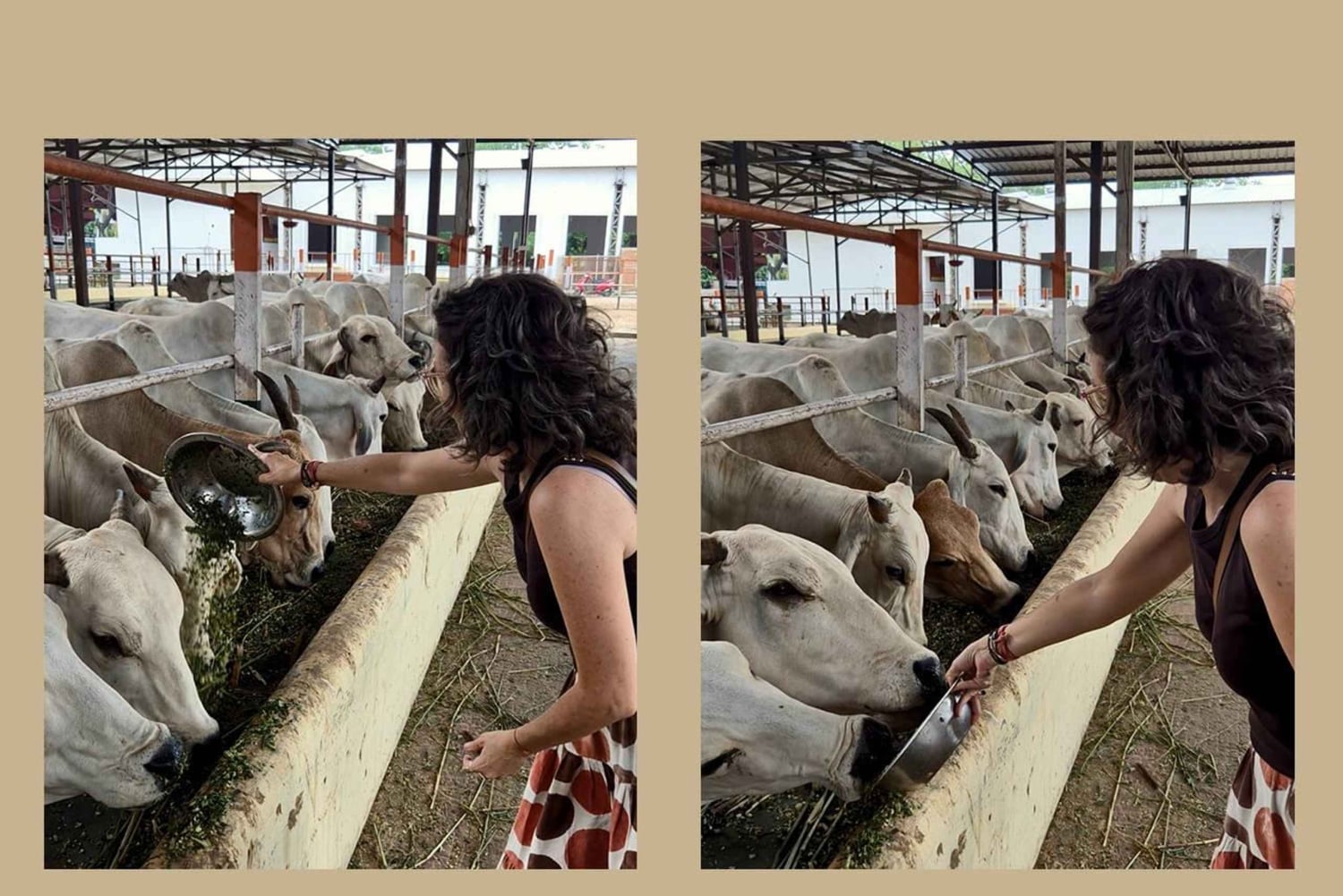 Dżajpur: Birla Mandir i Gaushala. 2-godzinne zanurzenie w kulturze