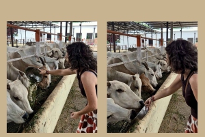 Jaipur: Birla Mandir y Gaushala. Inmersión Cultural de 2 Horas