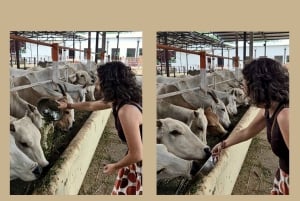 Dżajpur: Birla Mandir i Gaushala. 2-godzinne zanurzenie w kulturze