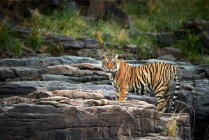 Passeio pela cidade de Jaipur e safári de leopardos em Jhalana