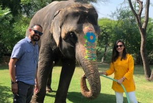 Jaipur City Tour kanssa Elefantti vuorovaikutus