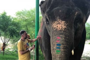 Visite de la ville de Jaipur avec interaction avec les éléphants