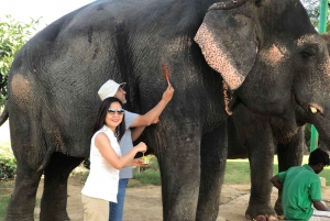 Visite de la ville de Jaipur avec interaction avec les éléphants