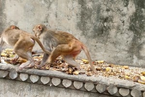 Jaipur Full-Day City Tour with Monkey Temple By AC Car