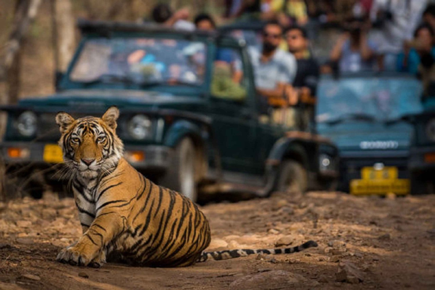Jaipur City Tour with Ranthambore Tiger Safari