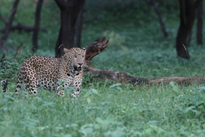 Jaipur: Discover the Hidden Leopards of Jhalana