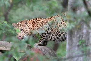 Jaipur: Discover the Hidden Leopards of Jhalana