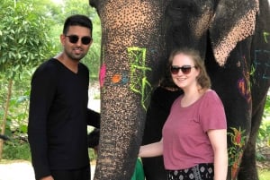 Jaipur: Elephant Interaction Tour