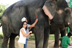 Jaipur: Elephant Interaction Tour