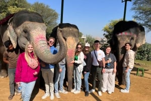 Jaipur: Elephant Interaction Tour