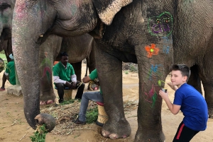 Jaipur: Elefanten Interaktion Tour