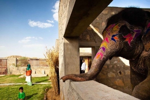 Jaipur: Rundgang durch das Elefantendorf & lokale Erkundungstour