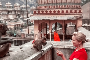 Jaipur: Blumenmarkt-Tour, Affentempel, lokales Frühstück