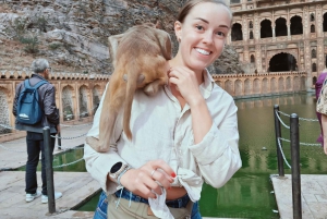 Jaipur Ganztagestour Stadtführung mit Affentempel mit AC Auto