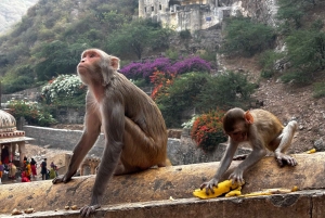 Jaipur: Koko päivän kaupunkikierros Jaipurissa ja kyyti Delhin lentokentälle