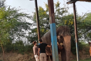Dżajpur: całodniowa wycieczka po różowym mieście z herbatą masala