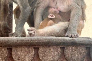 Jaipur: całodniowa prywatna wycieczka krajoznawcza tuk tukiem lub samochodem