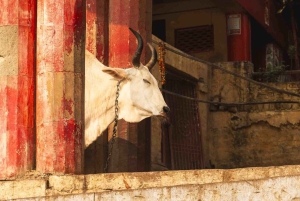 Jaipur: Passeio turístico particular de 1 dia inteiro de tuk tuk