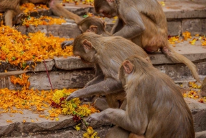 Jaipur: Passeio turístico particular de 1 dia inteiro de tuk tuk