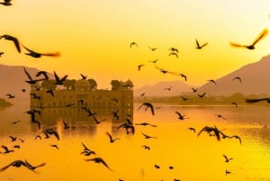 Jaipur: Heldags sightseeingtur med tuk tuk og guide