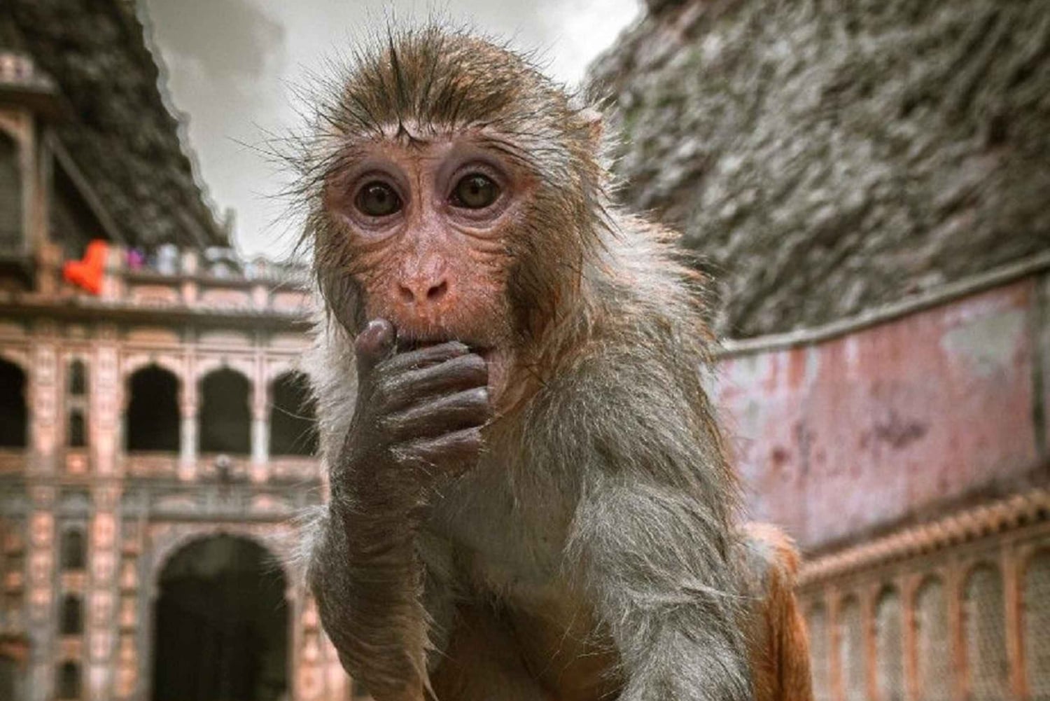 Jaipur: heldagstur med elefantlandsby og blomstermarked