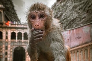 Jaipur: Tagestour mit Elefantendorf & Blumenmarkt